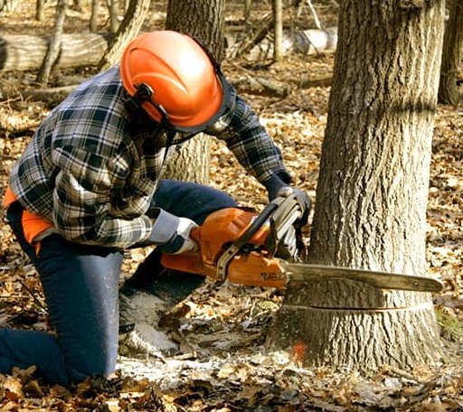 Tree Removal in Easthampton, MA